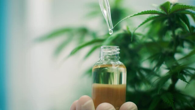 Close up: scientist researcher hand holding pipette dropper bottle dropping CBD cannabis extract organic or chemical oil in modern THC marijuana farm for future psychology healing medical purpose