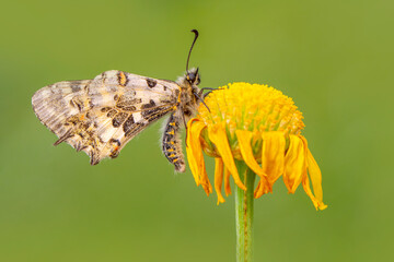 Macro shots, Beautiful nature scene. Closeup beautiful butterfly sitting on the flower in a summer garden.