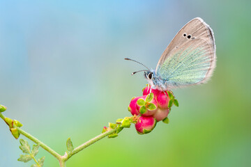Macro shots, Beautiful nature scene. Closeup beautiful butterfly sitting on the flower in a summer garden.