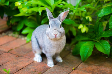 庭で散歩するウサギ