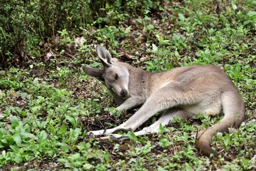 草の上で横になるカンガルー