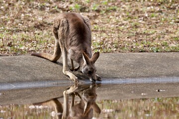 水を飲むオオカンガルー
