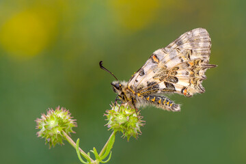Fototapeta premium Macro shots, Beautiful nature scene. Closeup beautiful butterfly sitting on the flower in a summer garden.