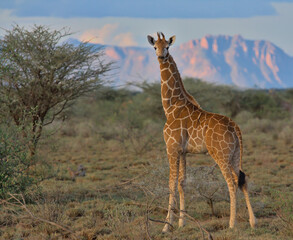baby giraffe standing alert in the wild savannah of buffalo springs national reserve, kenya, with hllls and sky in background