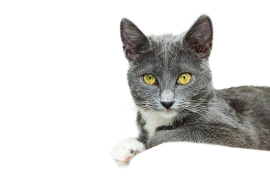 Portrait of a small gray cat. Isolated on white background