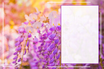 Concept for a card or invitation with a background of blooming wisteria close-up in sunlight and soft selective focus, free space for text