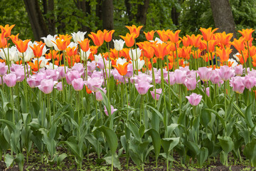 It's bloom time. Colorful tulips in the city park
