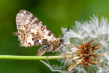 Macro of a butterfly on a dandelion. Shallow depth of field.