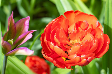 A large red terry tulip close-up. Spring background