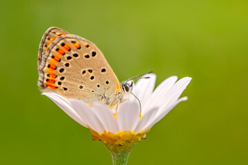 Macro shots, Beautiful nature scene. Closeup beautiful butterfly sitting on the flower in a summer garden.