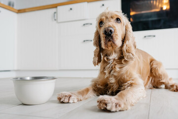 English cocker spaniel dog eating food from bowl on the floot in the kitchen home
