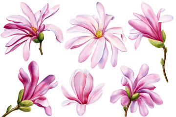 Watercolor hand painted pink magnolia flowers isolated on white background. Watercolor spring floral set illustration