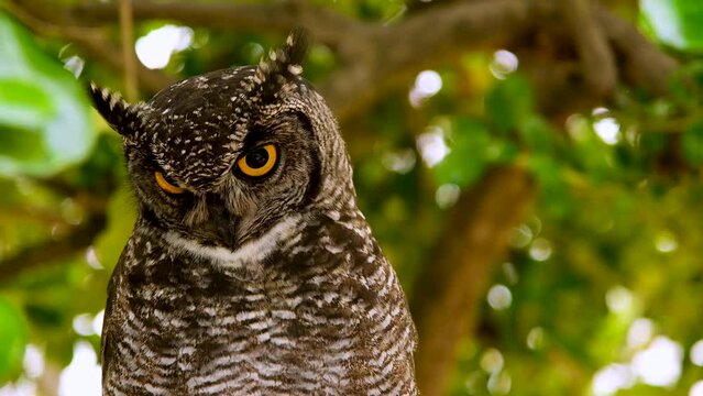 Majestic Spotted Eagle-Owl in tree looking around; shallow depth close-up