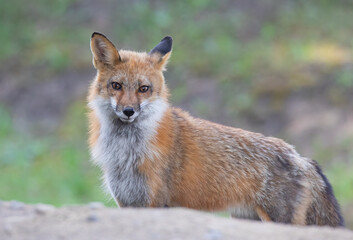 Naklejka na ściany i meble Red fox with a bushy tail walking to her den in a grassy field near Ottawa, Canada