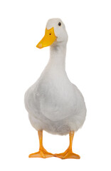  white duck isolated on a transparent background.
