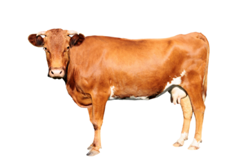 brown cow isolated on a transparent background