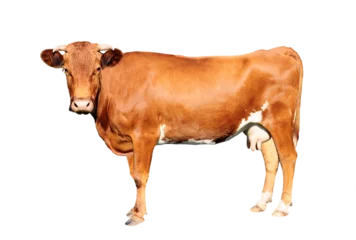 Foto op Plexiglas brown cow isolated on a transparent background © fotomaster