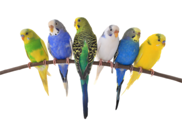 budgerigars australian parakeets isolated on transparent background