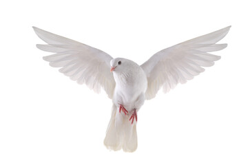 free flying white dove isolated transparent background - 591479478