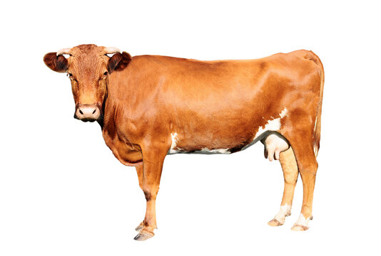 brown cow isolated on a transparent background