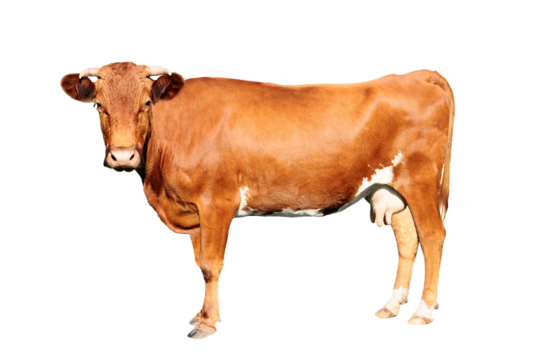 brown cow isolated on a transparent background