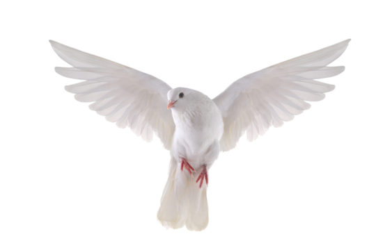 free flying white dove isolated transparent background
