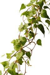 Climbing ivy plant isolated on a trasparent background