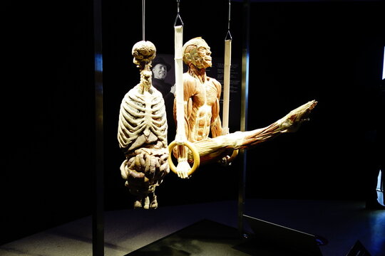 Gunther von Hagen's Body Worlds exhibition exhibits - Moscow, March 2021
