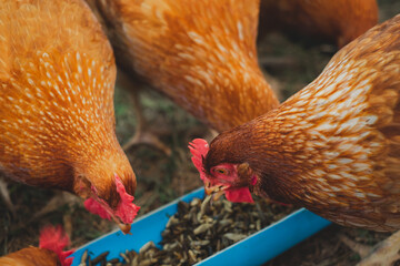 A close up of Chicken or hen are eating worms. Feeding protein for chicken. Concept of Eco-friendly Food industry or Eco organic chicken farm, free cage. Local farm or agriculture.