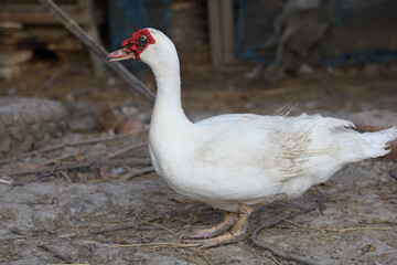 The white duck in farm thailand