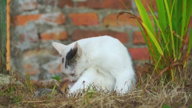 White grey cat is laying on the grass outdoors. Funny Striped Cat Playing. Concept of Adorable Cat Pets