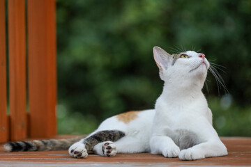 Close up cat is sit down and cute in garden