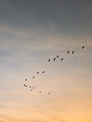 birds in the sky
