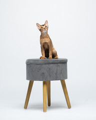 Abyssinain kitten siting on gray chair and looking up. Portrait of a funny cat in the studio. Animal on white background
