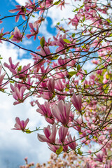 purple flowers on a magnolia tree in early spring