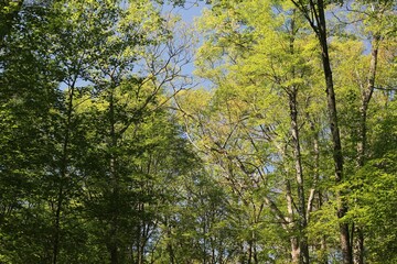 trees in the woods