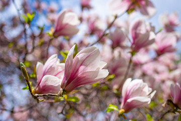 purple flowers on a magnolia tree in early spring