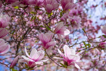purple flowers on a magnolia tree in early spring