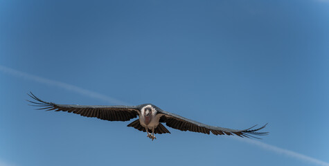 Marabou with extended wings flying towards the camera