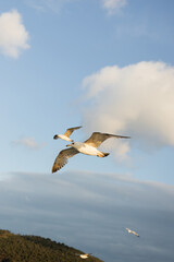 Gulls flying over Princess islands in cloudy sky at background in Turkey.
