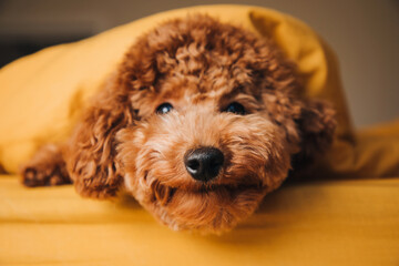 A small red curly poodle dog lies on the bed and peep out from yellow blanket close-up. Front view