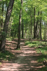 footpath in the forest