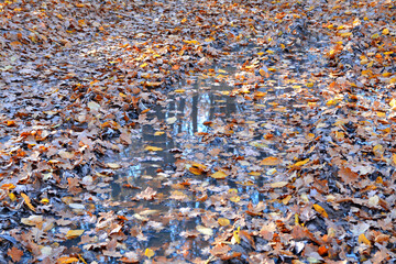 fallen yellow leaves in a puddle of water in the forest