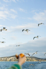 seagulls flying above sea near blurred and cropped hand of woman with bread.