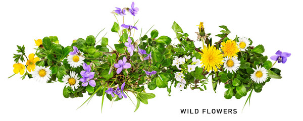 Meadow wild flowers. Daisy, cardamine, dandelion and viola flower set. PNG isolated with...