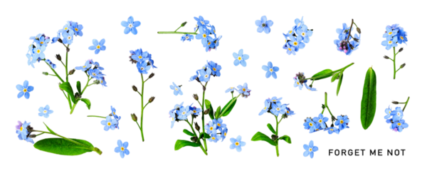 Forget me not flower. Beautiful blue small flowers and leaves set. PNG isolated with transparent background. Flat lay, top view. Without shadow.