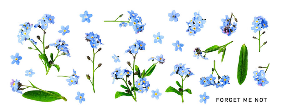 Forget me not flower. Beautiful blue small flowers and leaves set. PNG isolated with transparent background. Flat lay, top view. Without shadow.