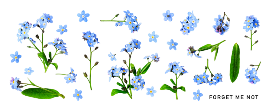 Forget me not flower. Beautiful blue small flowers and leaves set. PNG isolated with transparent background. Flat lay, top view. Without shadow. - Powered by Adobe