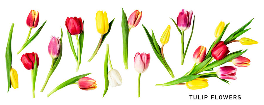 Tulip flowers. Beautiful colorful tulips and leaves set. PNG isolated with transparent background. Flat lay, top view. Without shadow.