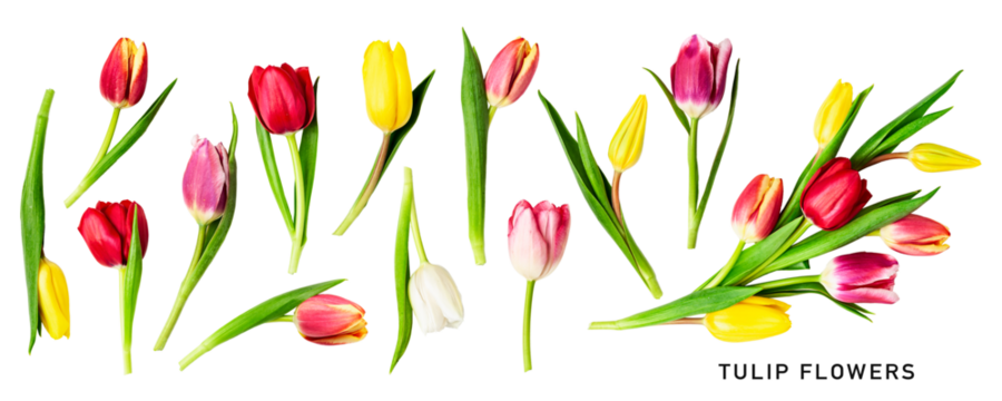 Tulip flowers. Beautiful colorful tulips and leaves set. PNG isolated with transparent background. Flat lay, top view. Without shadow.